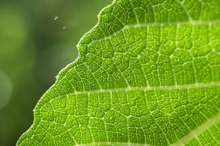 Image: Closeup shot of a green leaf on a blurred background
