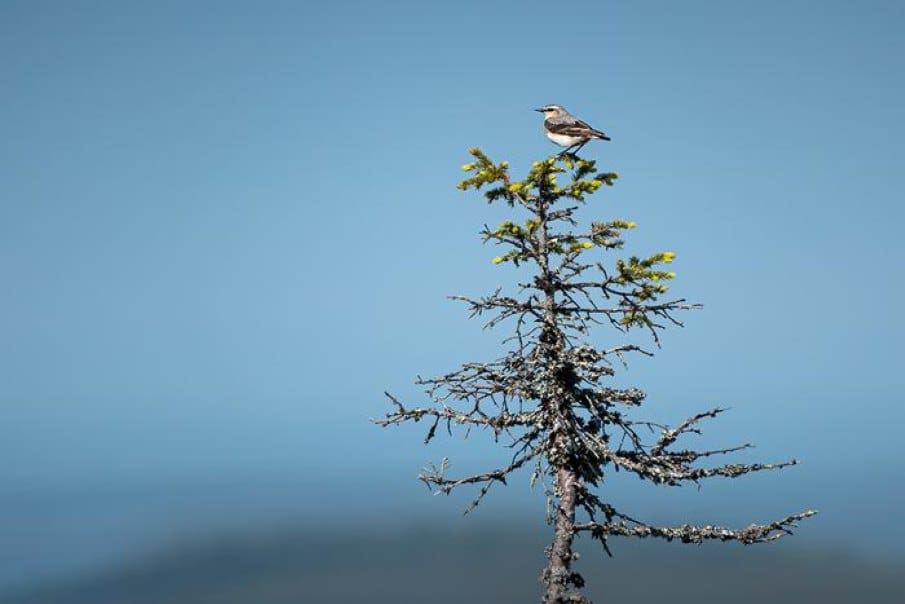 Climate change drives birds toward Europe’s upper elevations