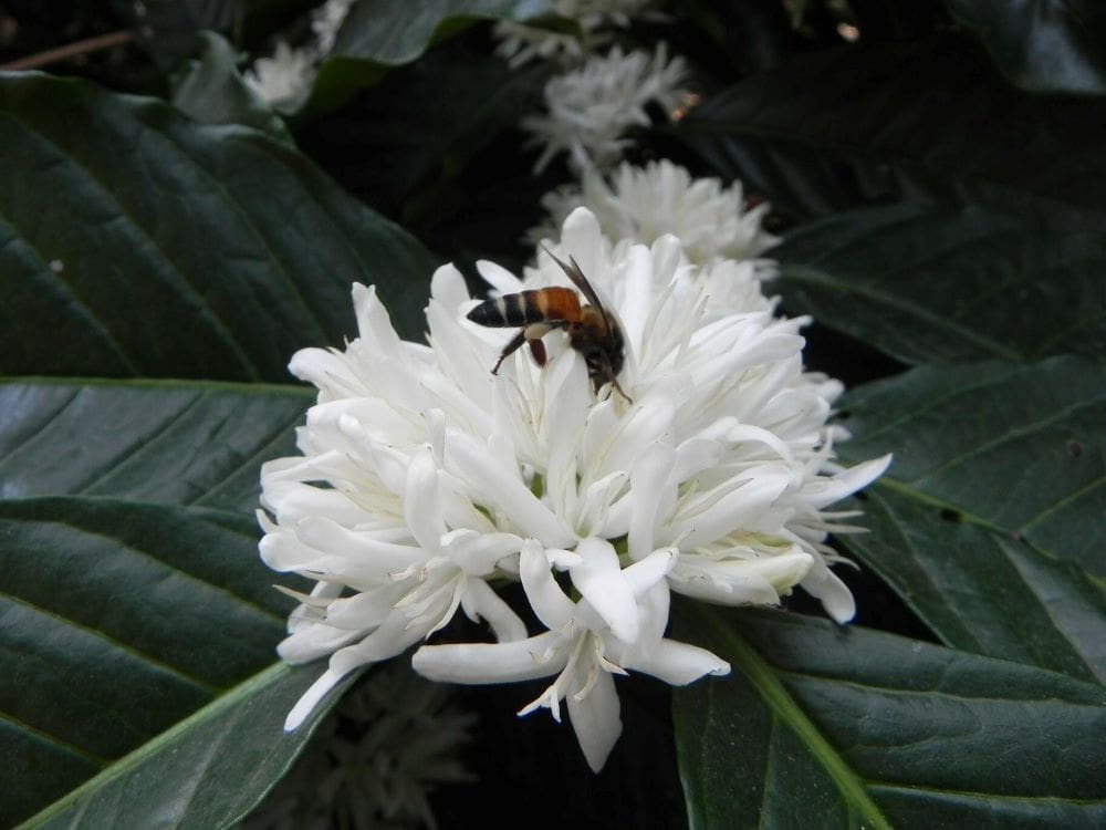 Pollinators thrive on smallholder farms beyond forest edges