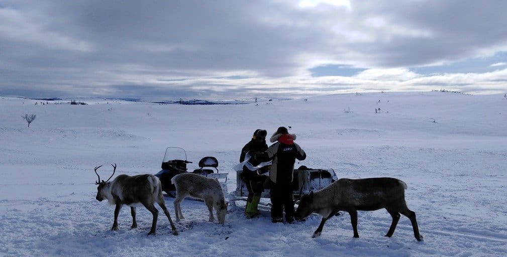 Old rules limit Sámi reindeer herding in a changing climate