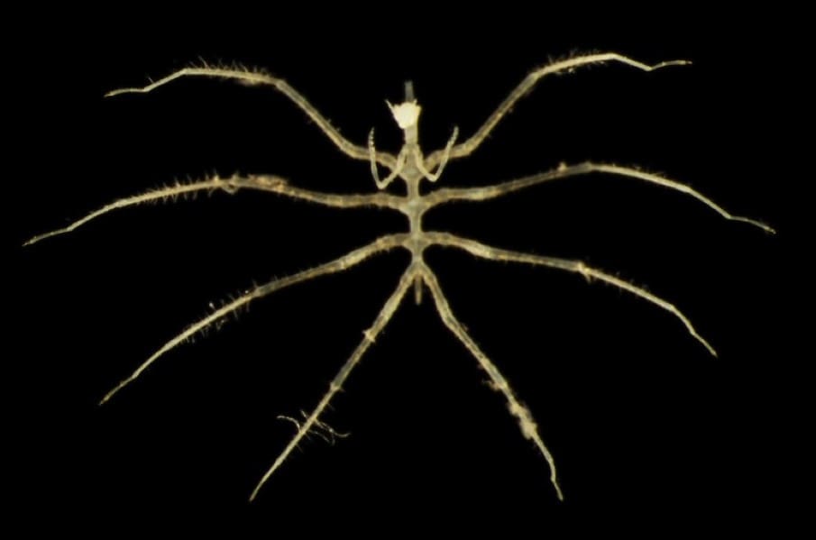 Home Image: A sea spider