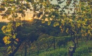 Home Image: sunset, vineyard, wine