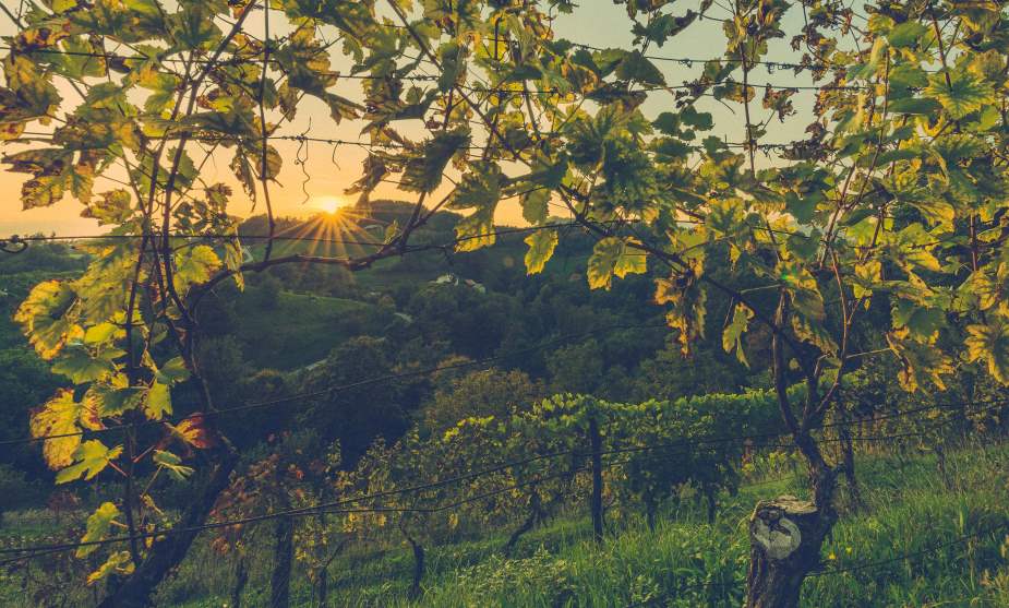 Image: sunset, vineyard, wine