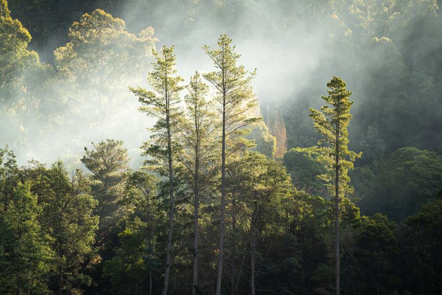 Image: trees under white clouds