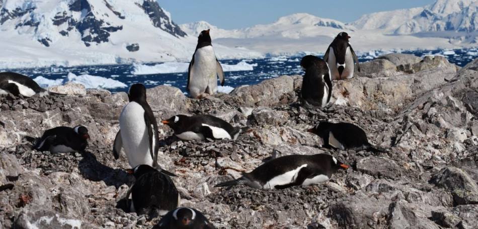 Home Image: Gentoo colony at Neko Harbour, Antarctica