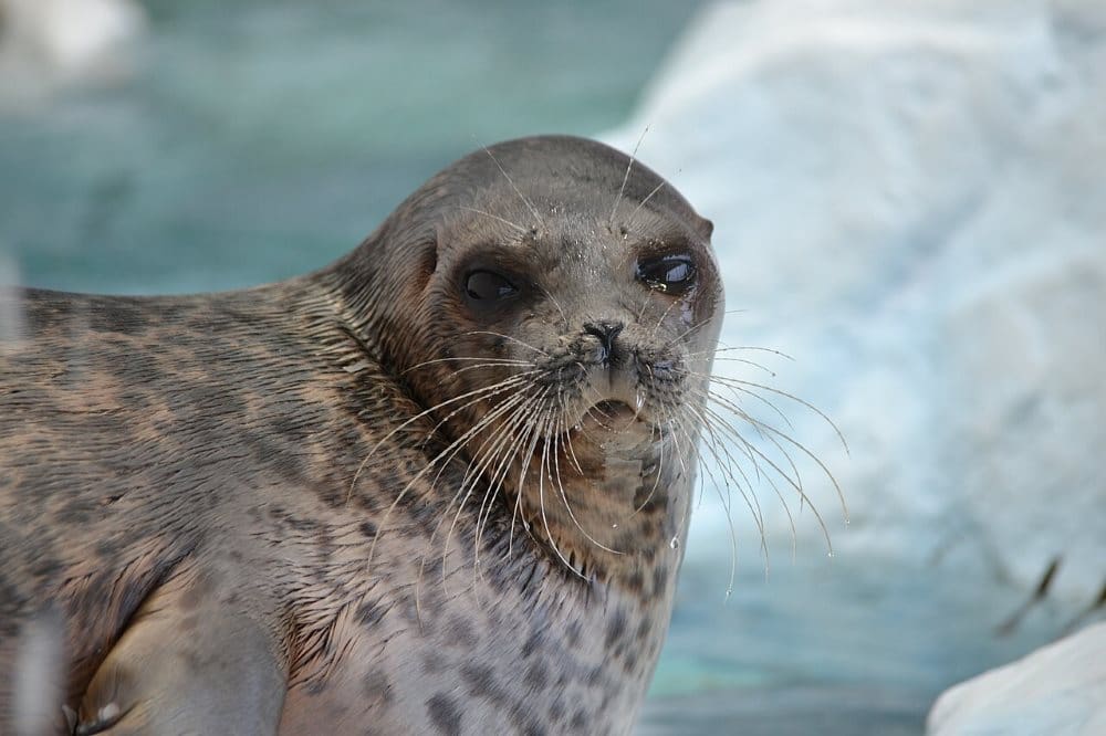 Home Image: ringed seal (Pusa hispida)