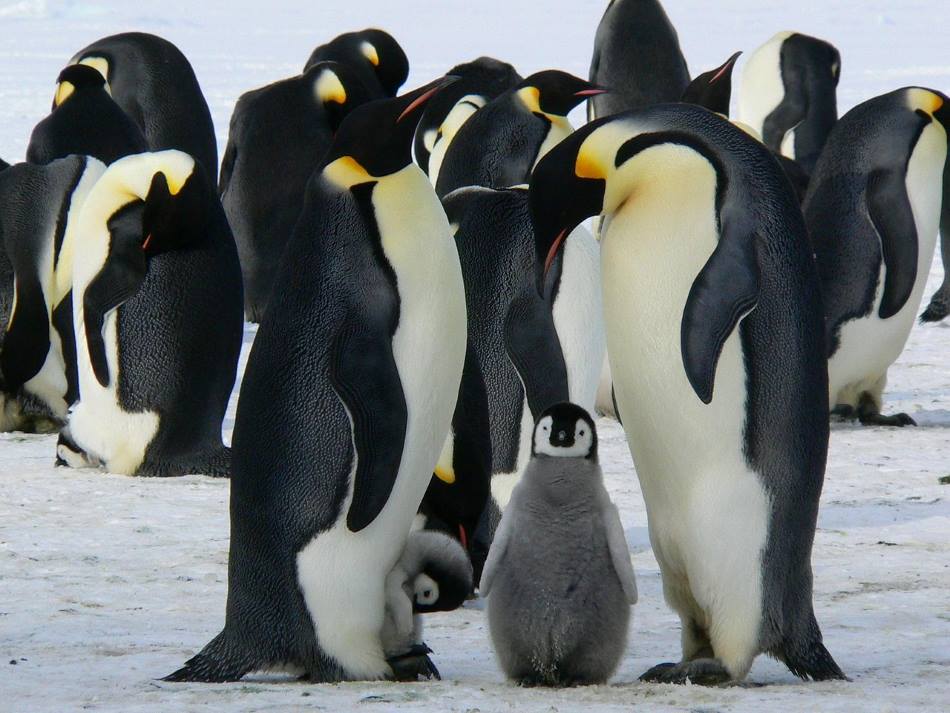 Home Image: Emperor penguins on Antarctic sea ice