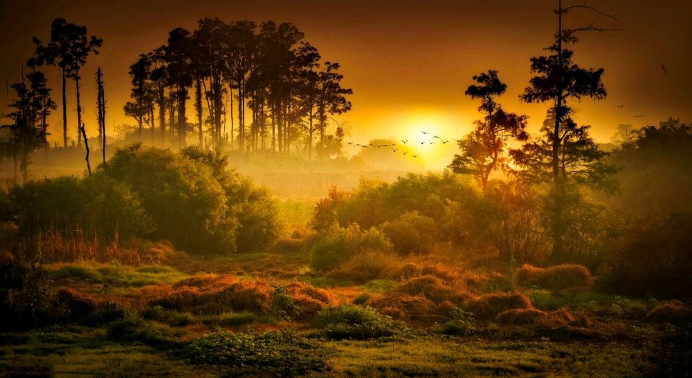 Home Image: Trees during Sunset