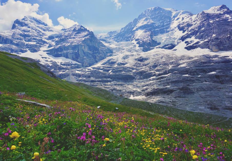 Home Image: A meadow in the Swiss Alps displaying a rich ecological community of flowers