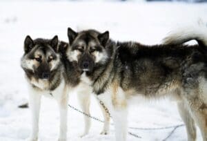 Home Image: siberian husky on snow (s. Holsteinsborg, Greenland)