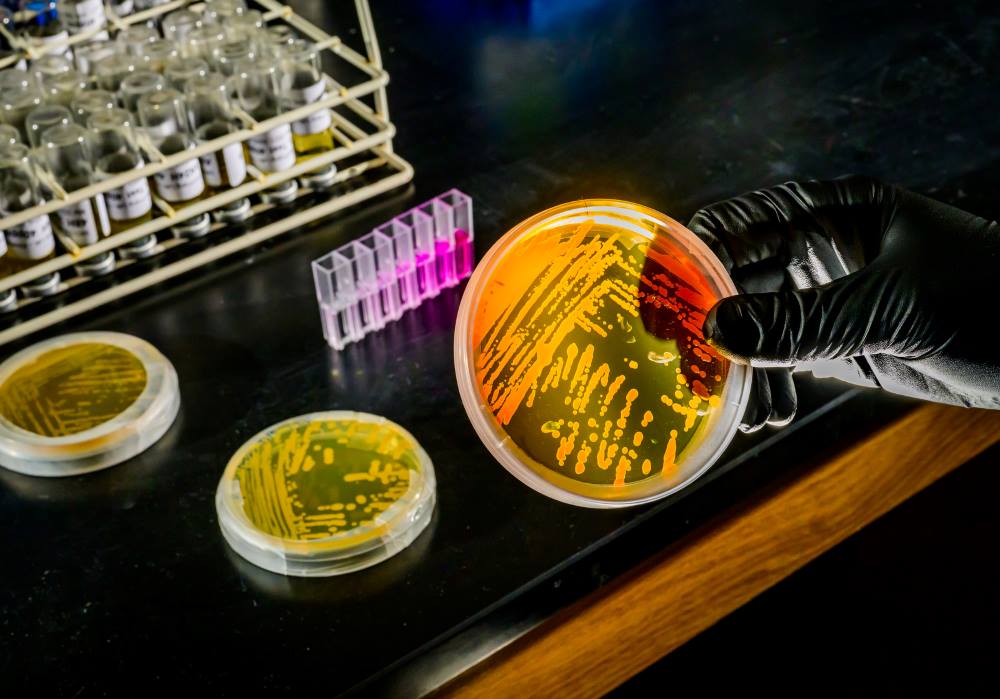 Home Image: Nitrosopumilus maritimus culture