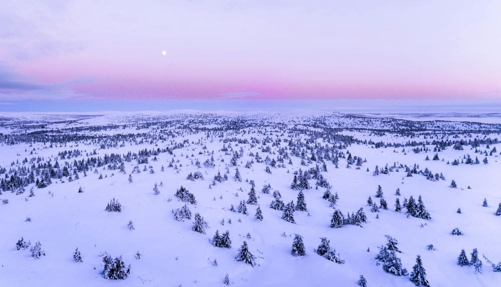 Home Image: taiga, snow, forest