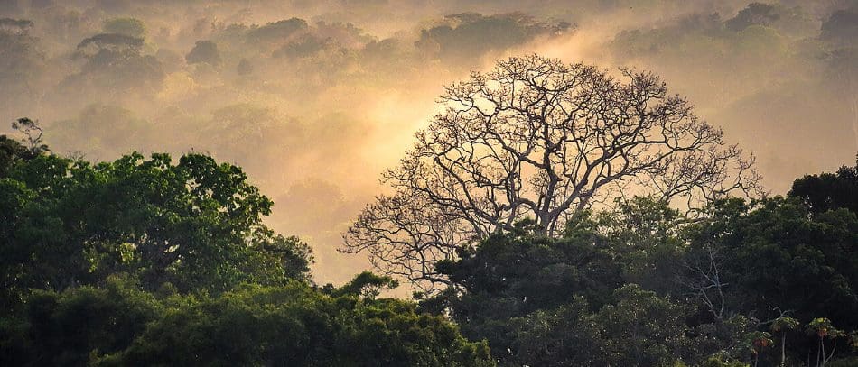 Home Image: tropical rainforest