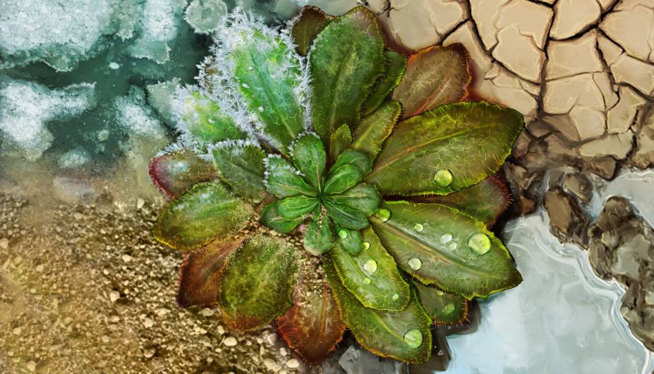 Home Image: Arabidopsis adaptation to different climates