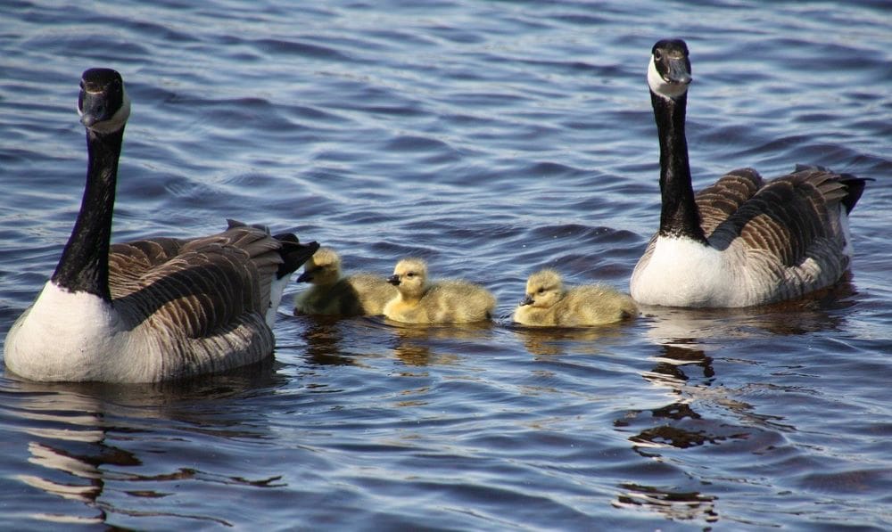 Home Image: A Canada goose family with goslings swimming in a lake