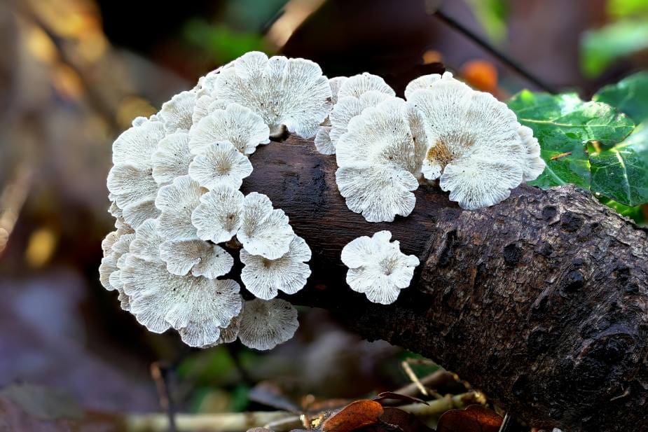 Home Image: Close-up of a Crimped Gill Fungus on a Branch