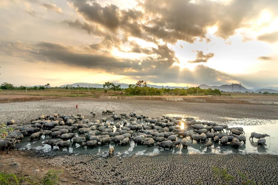 Home Image: Buffalo gathered in a nearly dried-up waterhole during drought conditions linked to moderate global warming and climate change