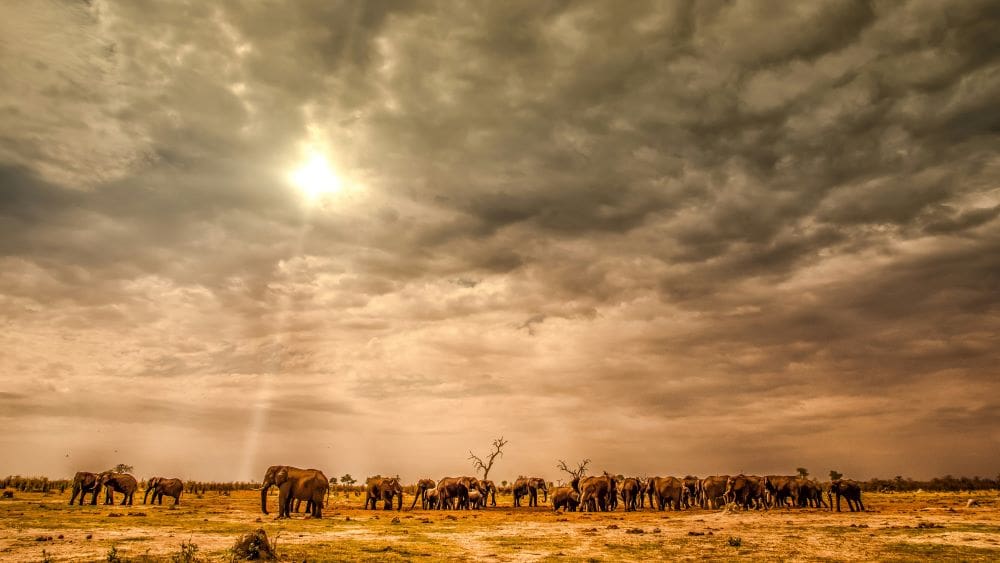 Home Image: Elephants under a cloudy sky (s. global temperatures)