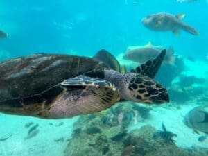 Home Image: Tortuga carey (Eretmochelys imbricata)