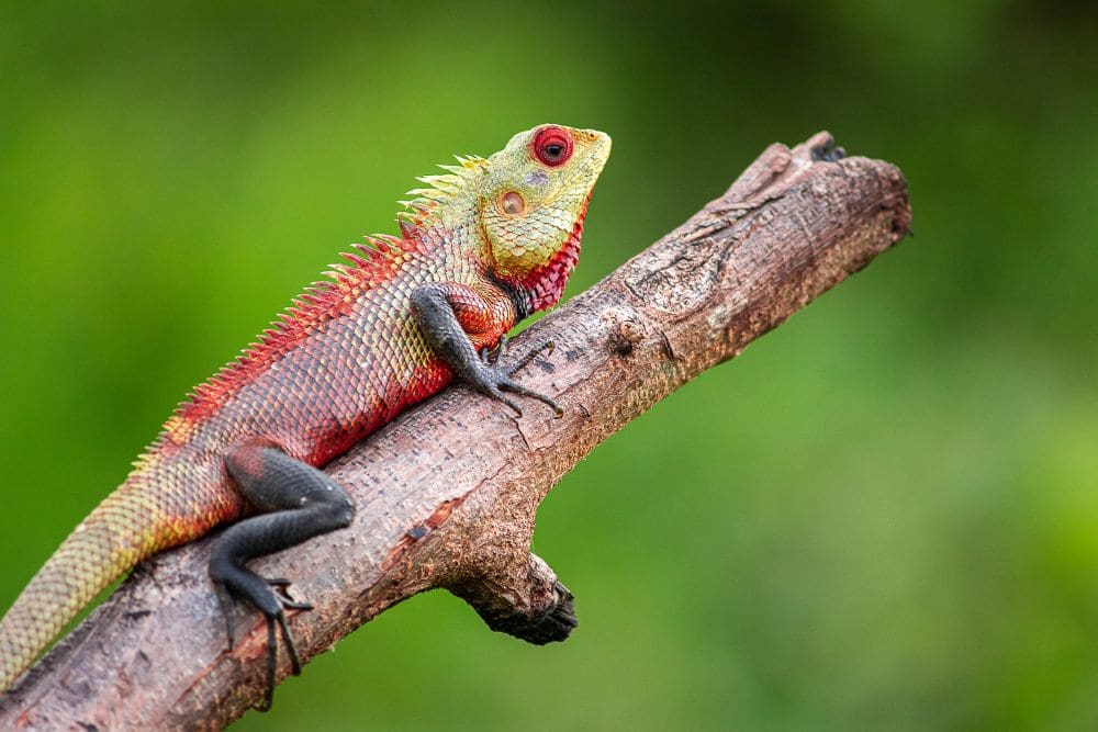 Home Image: Lizard, Animal, Reptile