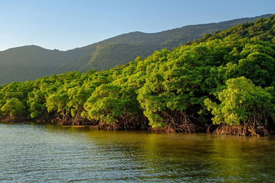 Home Image: Mangroves at Karimunjawa in Indonesia