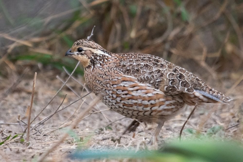Home Image: a Northern bobwhite