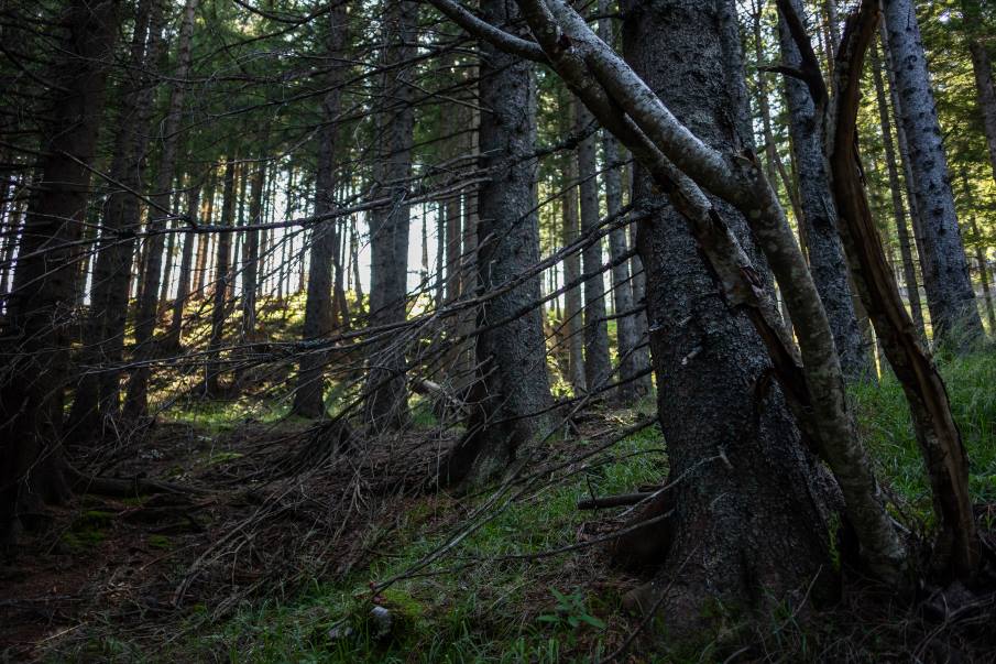 Home Image: old forest