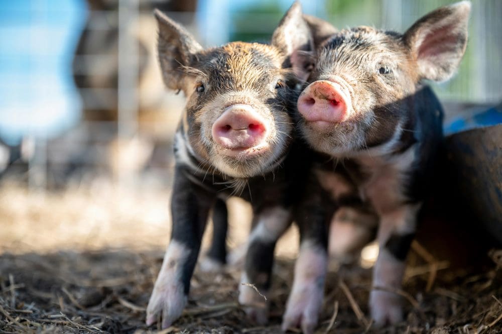 Home Image: Black and Pink Piglets
