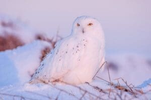 Home Image: Snowy Owl (Bubo scandiacus)