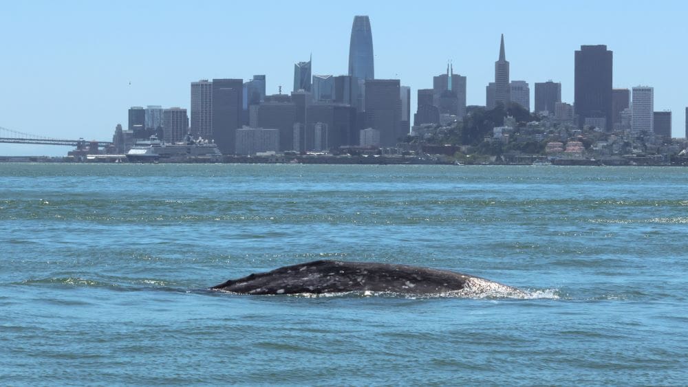 Home Image: A gray whale known as 'Ladybug' swimming in central San Francisco Bay
