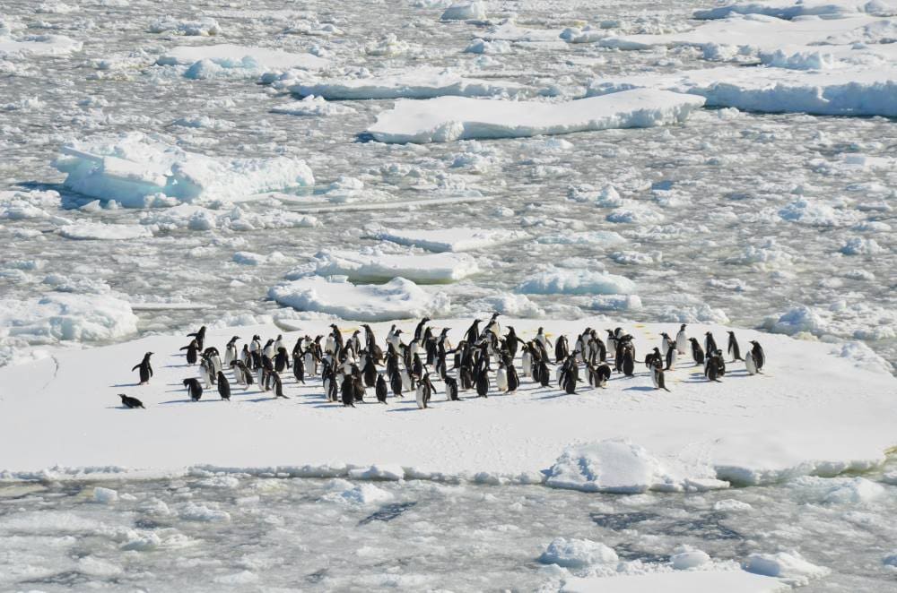 Image: Antarctica, Ice Melting, Penguins