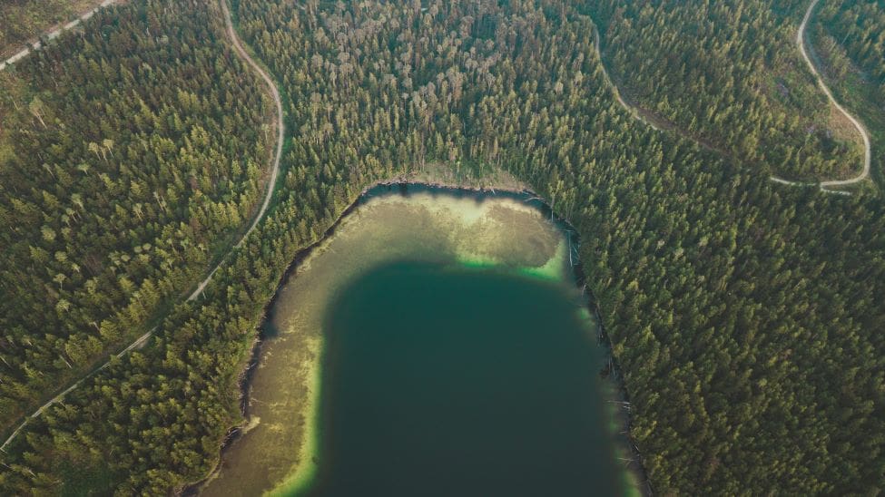 Home Image: aerial view of a lake and a forest (Little Shuswap Lake Road, Chase, BC, Canada)