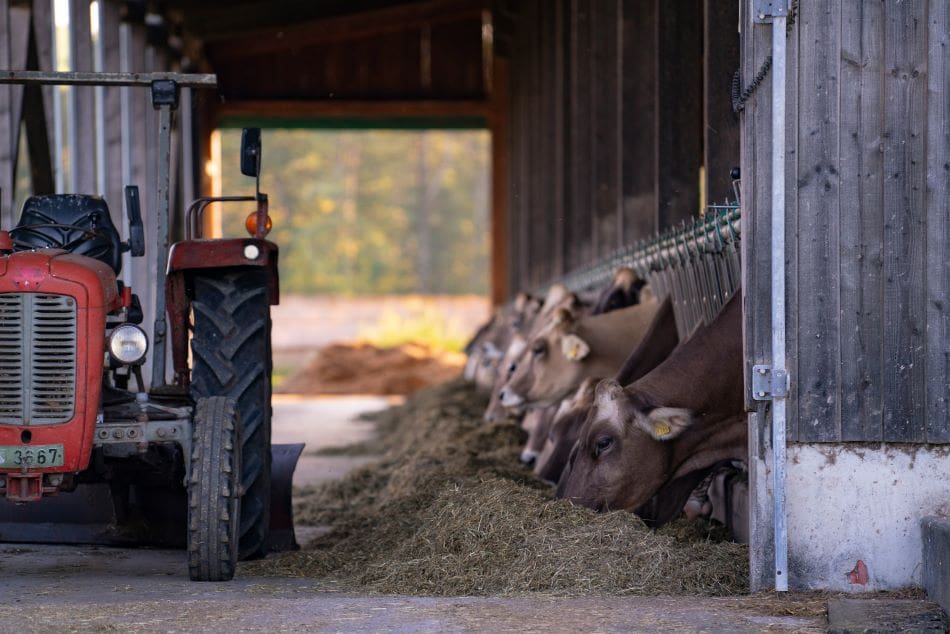 Home Image: traktor, cow farm, agriculture