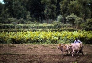 Home Image: a farmer is farming in his land with two cows