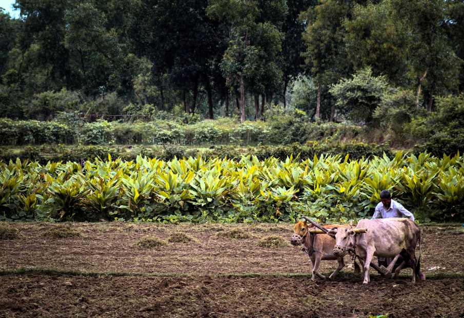 Image: a farmer is farming in his land with two cows