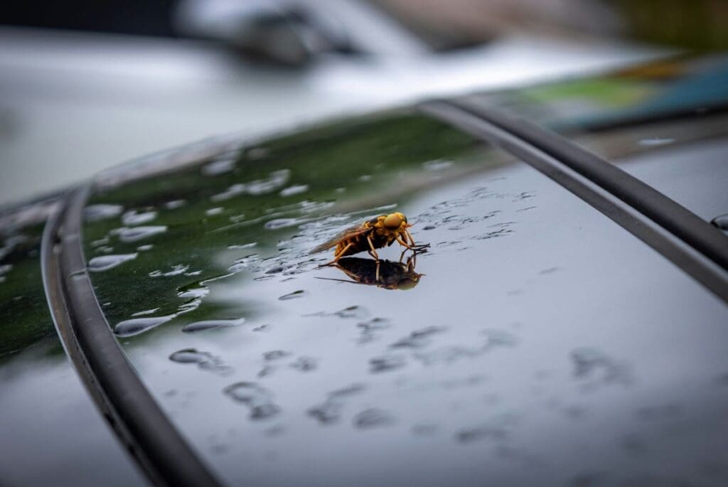 Image: a bug on a car