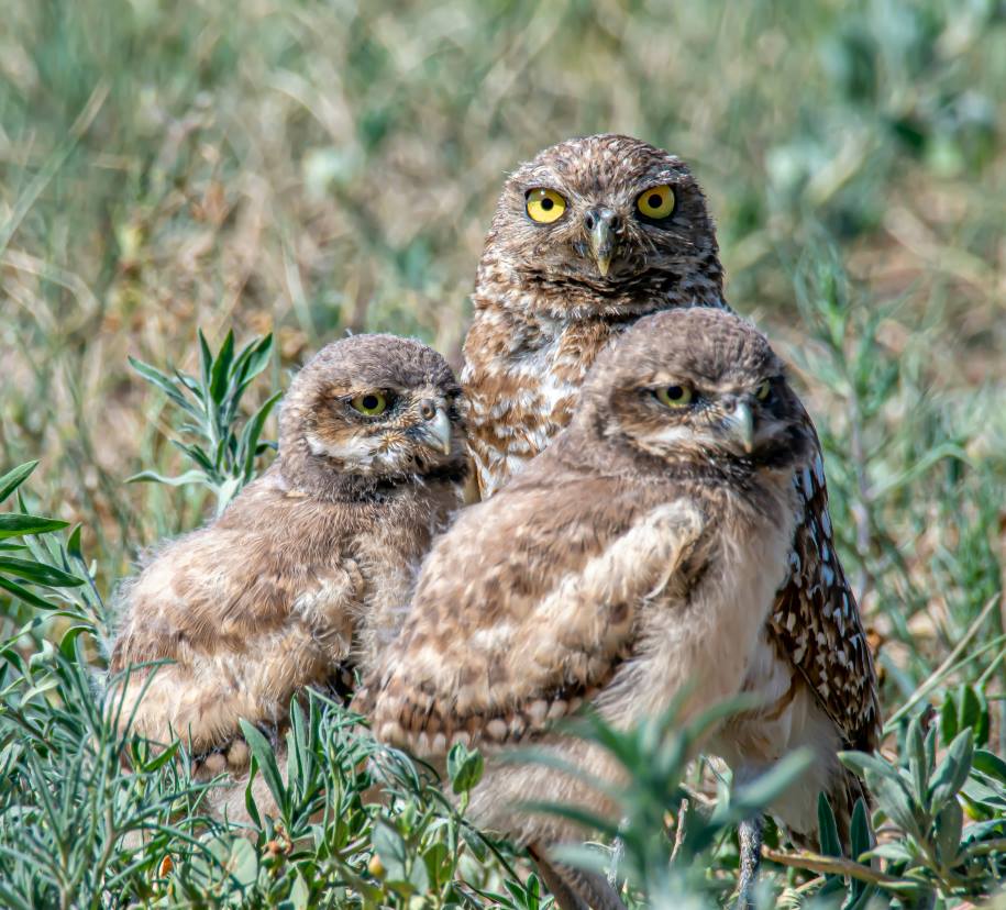Home Image: brown owl on brown grass during daytime
