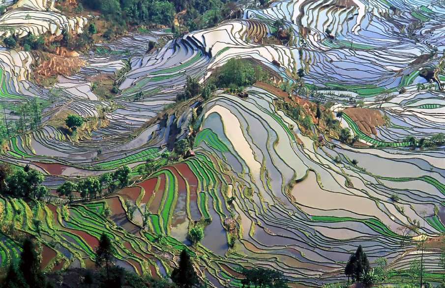 Home Image: terraced rice fields