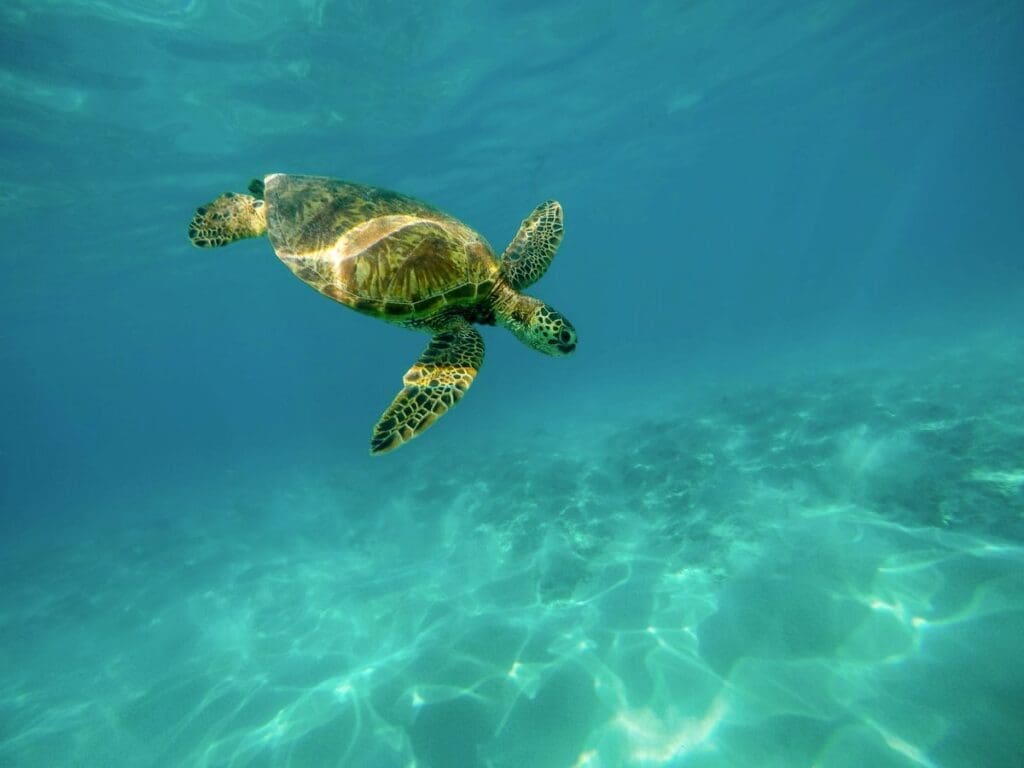 Home Image: closeup shot of a large turtle swimming underwater in the ocean