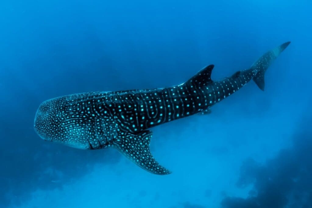 Home Image: Whale shark