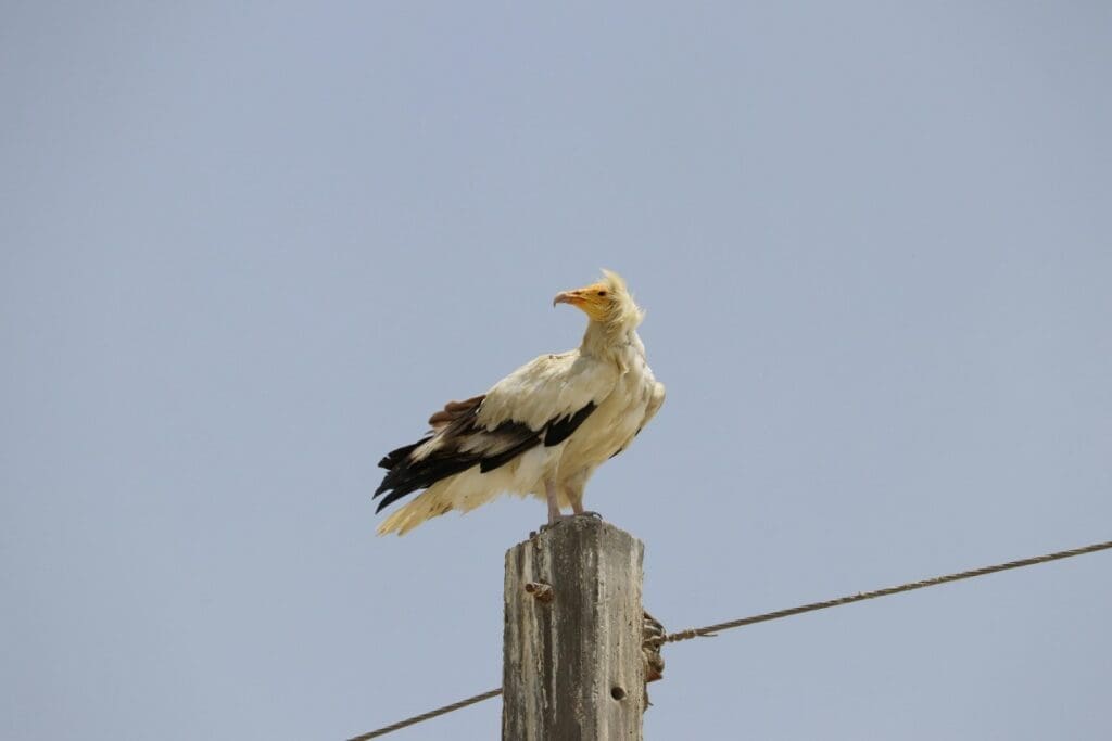 Image: Egyptian vulture (Neophron percnopterus) rests atop an electric pole against a clear blue sky