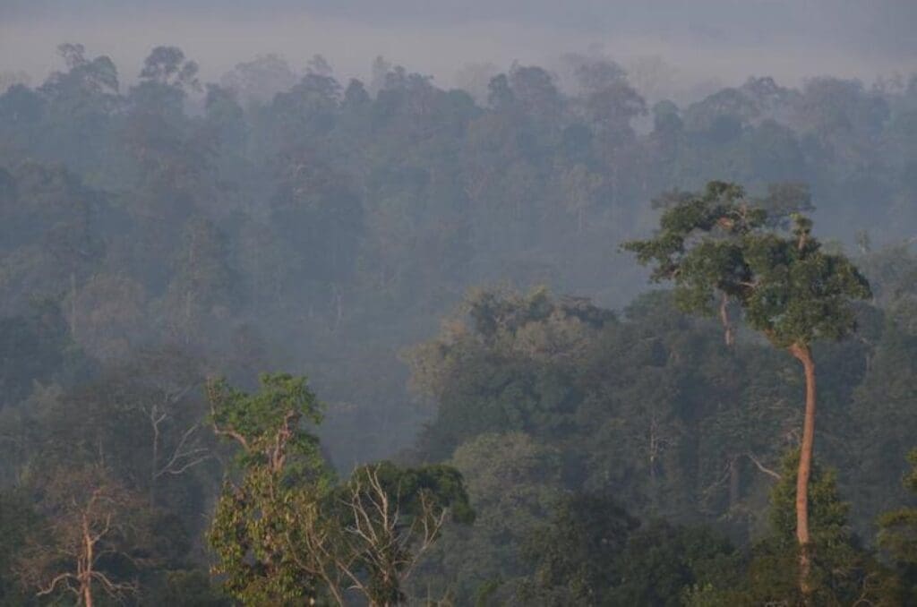 Home Image: Morning mists over Indonesian forest