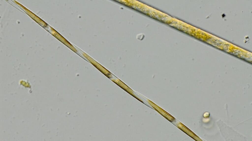 Home Image: Pseudo-nitzschia