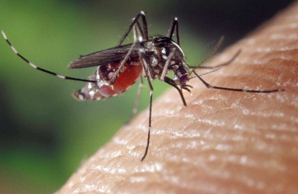 Home Image: Mosquito, Aedes albopictus