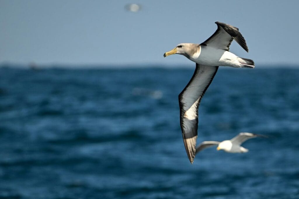 Home Image: Alabatrosses and other seabirds would have to travel longer distances to find suitable homes in a warmer planet