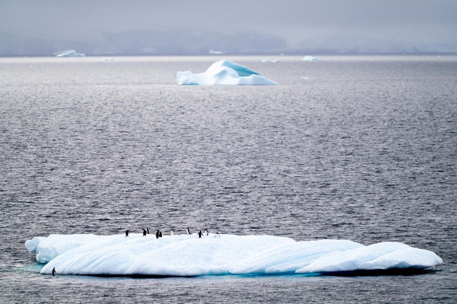Home Image: Penguins sitting on Antarctica sea ice which is being ravaged by a triple-whammy of climate chaos