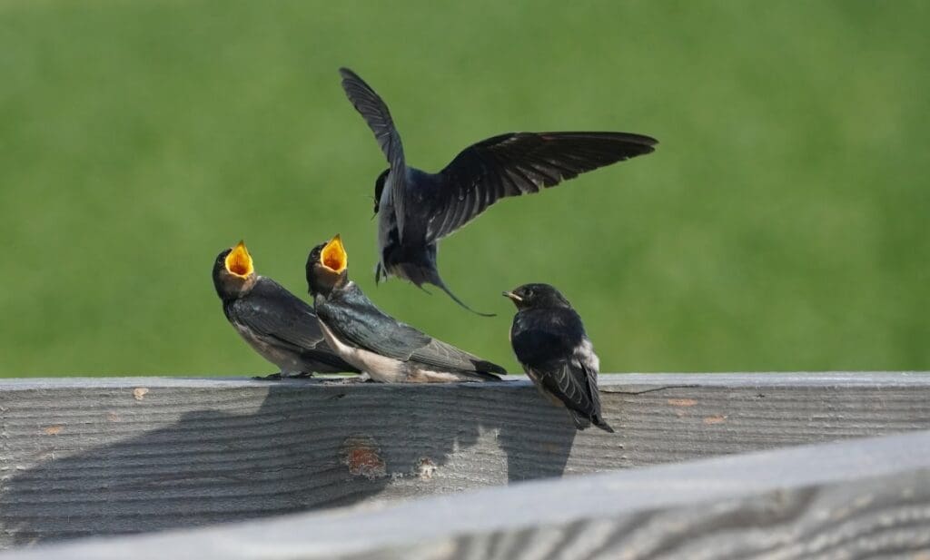 Home Image: group of barn swallow chicks sitting on top of a wooden fence