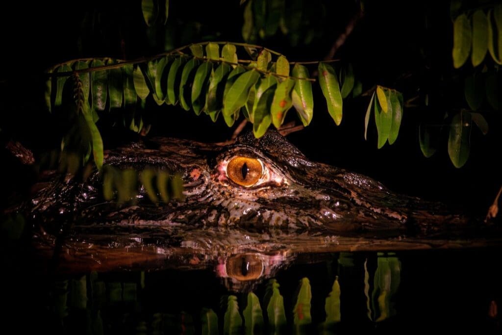 Image: Close-up of a caiman eye in the Amazon rainforest at night