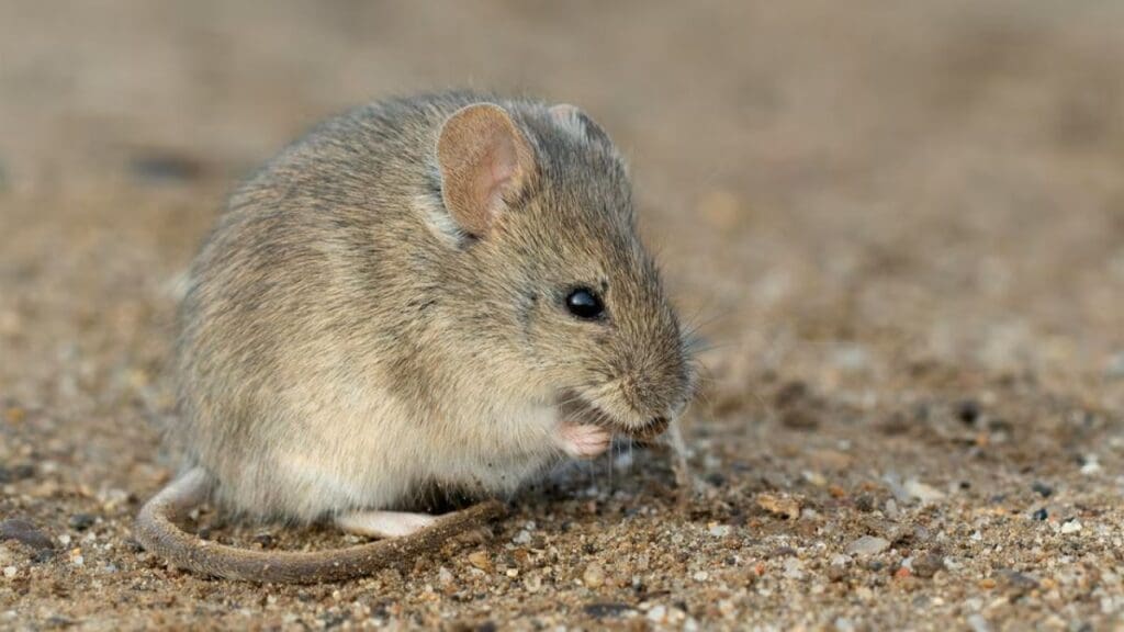 Home Image: A drylands vesper mouse (Calomys musculinus) in Argentina