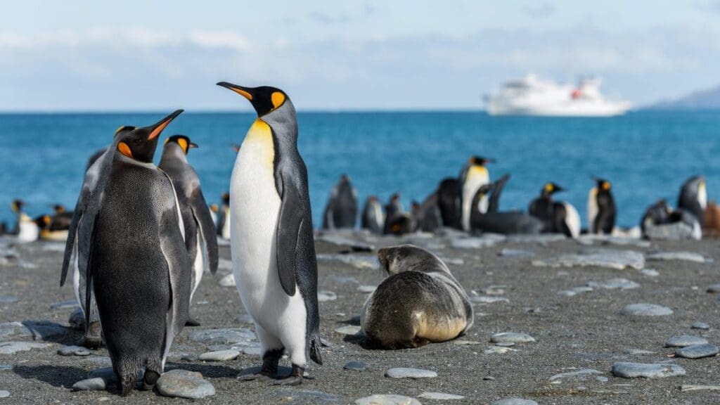 Image: Emperor penguins in seashore